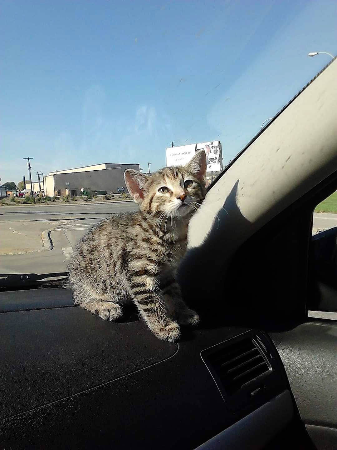 Karma is registered to the contest to win money with this photo: asphalt, automotive_design, automotive_exterior, automotive_lighting, automotive_mirror, automotive_tire, carnivore, cat, felidae, fender, hood, mammal, motor_vehicle, sky, small_to_medium_sized_cats, snout, vehicle, vehicle_door, whiskers, windscreen_wiper