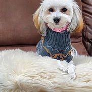 Sophie joined the competition — help win amazing prizes! dog, small_dog, white_fur, pink_collar, gray_sweater, patterned_sweater, fluffy, soft_blanket, shaggy_blanket, brown_leather_couch, indoor, pet, cute, sitting, portrait, calm, cozy, close_up, animal, companion