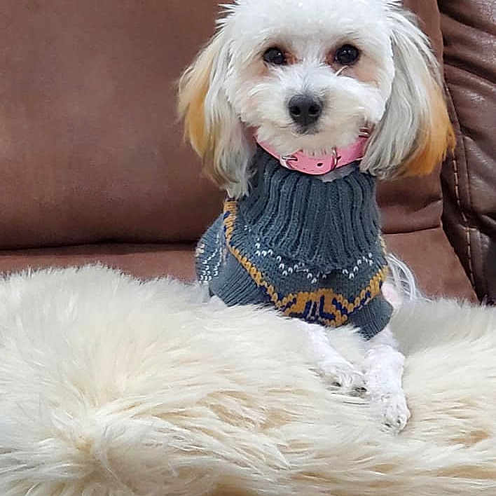 Sophie joined the competition — help win amazing prizes! animal, brown_leather_couch, calm, close_up, companion, cozy, cute, dog, fluffy, gray_sweater, indoor, patterned_sweater, pet, pink_collar, portrait, shaggy_blanket, sitting, small_dog, soft_blanket, white_fur