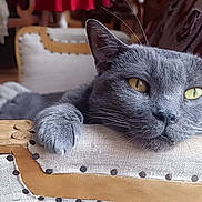 Lyly participe au concours pour gagner de l'argent avec cette photo : cat, gray_cat, feline, yellow_eyes, wooden_chair, upholstery, studs, armrest, cushion, blanket, indoor, cozy, relaxed, pet, whiskers, fur, home, resting, close_up, portrait