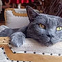 cat, gray_cat, feline, yellow_eyes, wooden_chair, upholstery, studs, armrest, cushion, blanket, indoor, cozy, relaxed, pet, whiskers, fur, home, resting, close_up, portrait