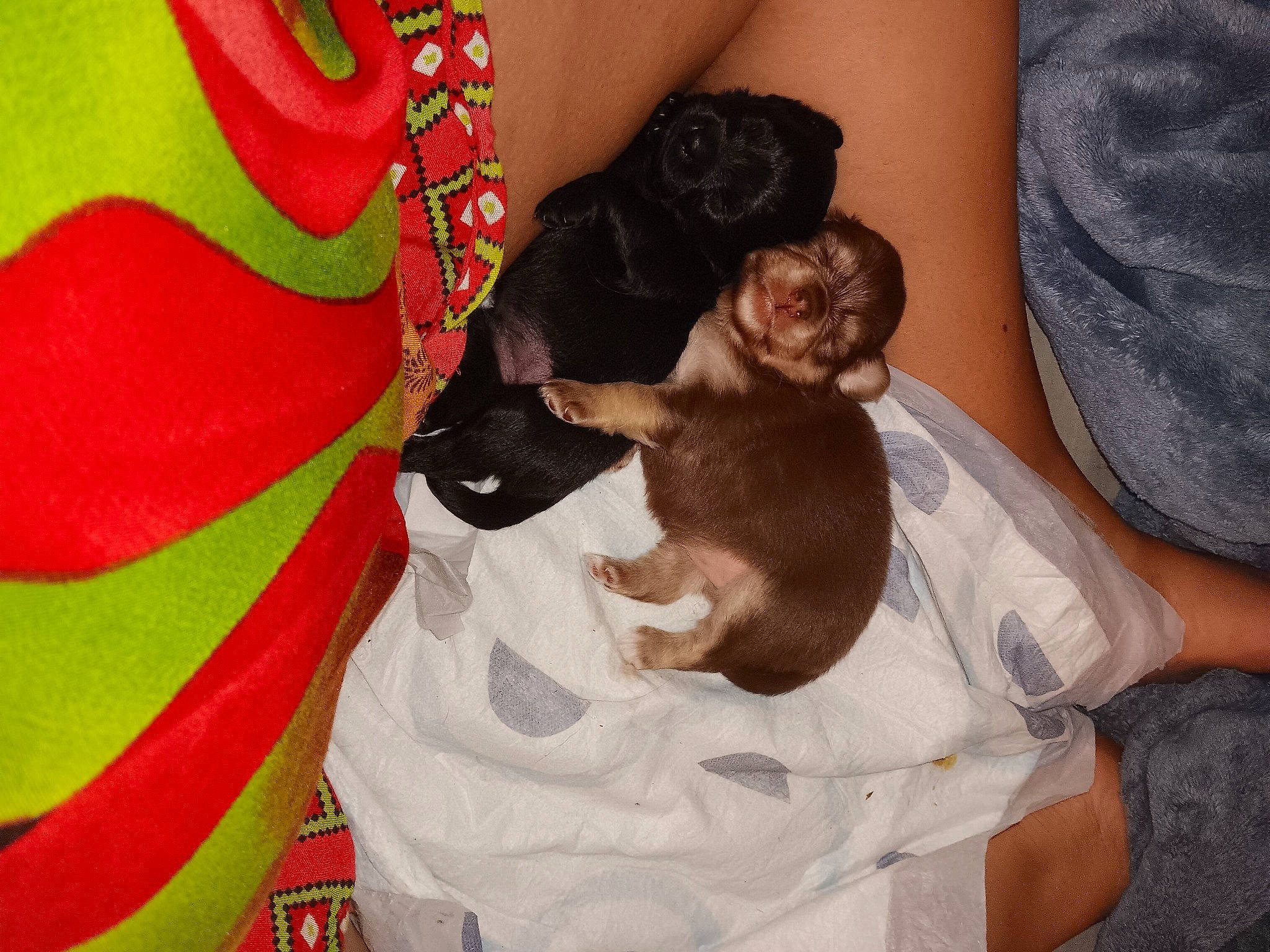 Rose And Ant joined the competition — help win amazing prizes! bed, canidae, carmine, carnivore, comfort, companion_dog, dog, dog_breed, dog_supply, fawn, felidae, fur, linens, liver, nap, small_to_medium_sized_cats, sporting_group, tail, toy_dog, working_animal