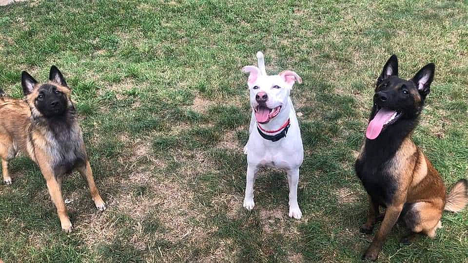 Buddy a rejoint le concours — aidez-le/la à gagner de superbes lots ! canidae, carnivore, collar, companion_dog, dog, dog_breed, dog_collar, dog_supply, east_european_shepherd, fashion_accessory, fawn, german_shepherd_dog, grass, leash, pet_supply, plant, snout, sporting_group, tail, working_animal