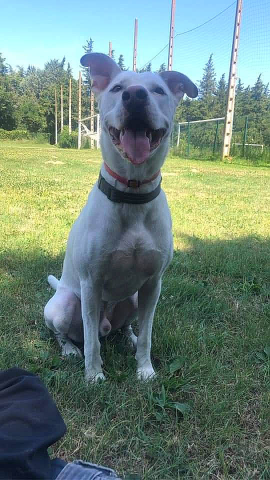 Buddy a rejoint le concours — aidez-le/la à gagner de superbes lots ! canidae, carnivore, collar, companion_dog, dog, dog_breed, dog_collar, dogo_guatemalteco, fence, grass, gun_dog, hunting_dog, liver, plant, sky, tail, tree, whiskers, working_animal, working_dog