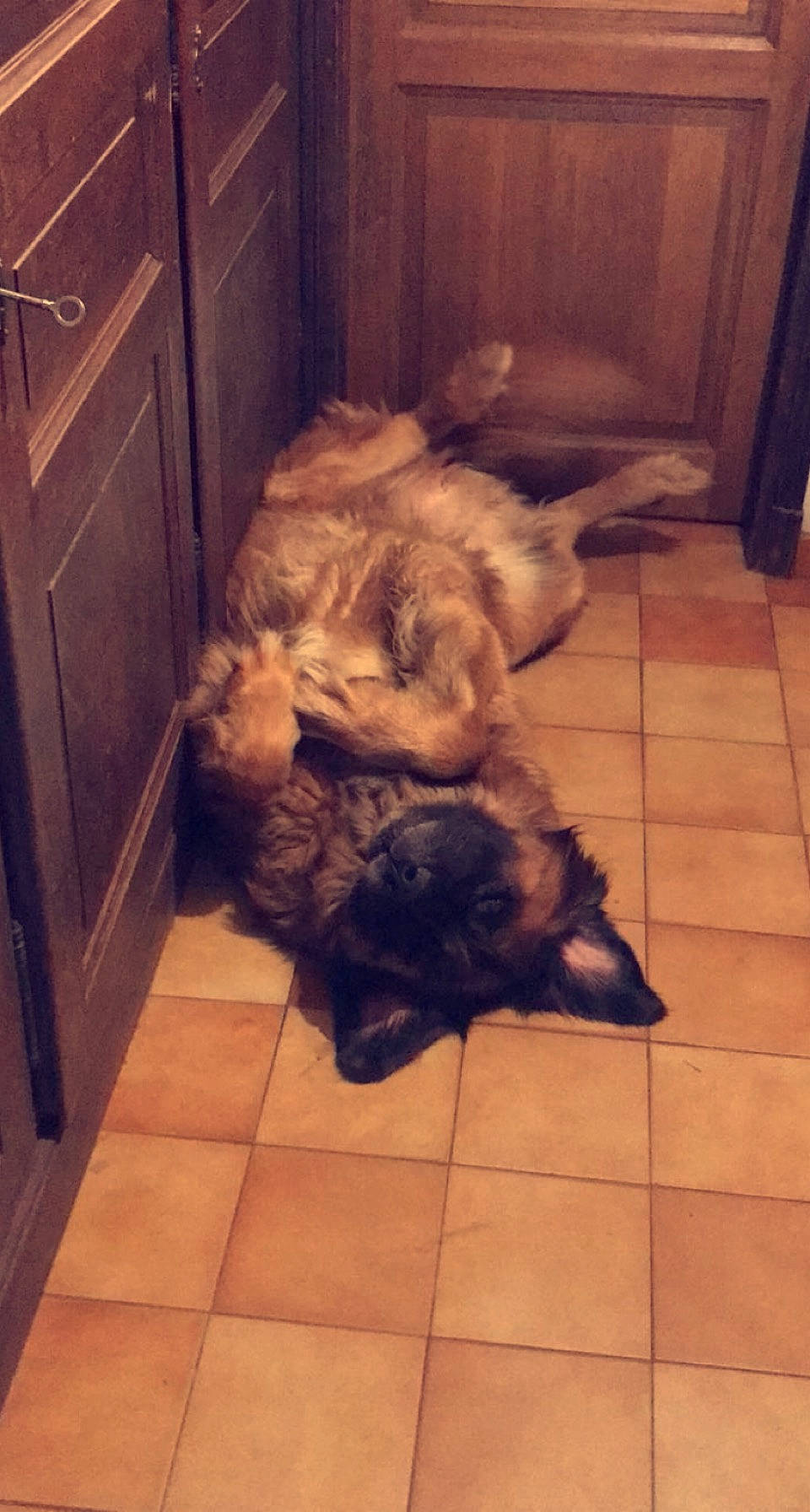 Forest a rejoint le concours — aidez-le/la à gagner de superbes lots ! canidae, carnivore, caucasian_shepherd_dog, chow_chow, dog, dog_breed, fawn, fur, leonberger, puppy, sarplaninac, sporting_group