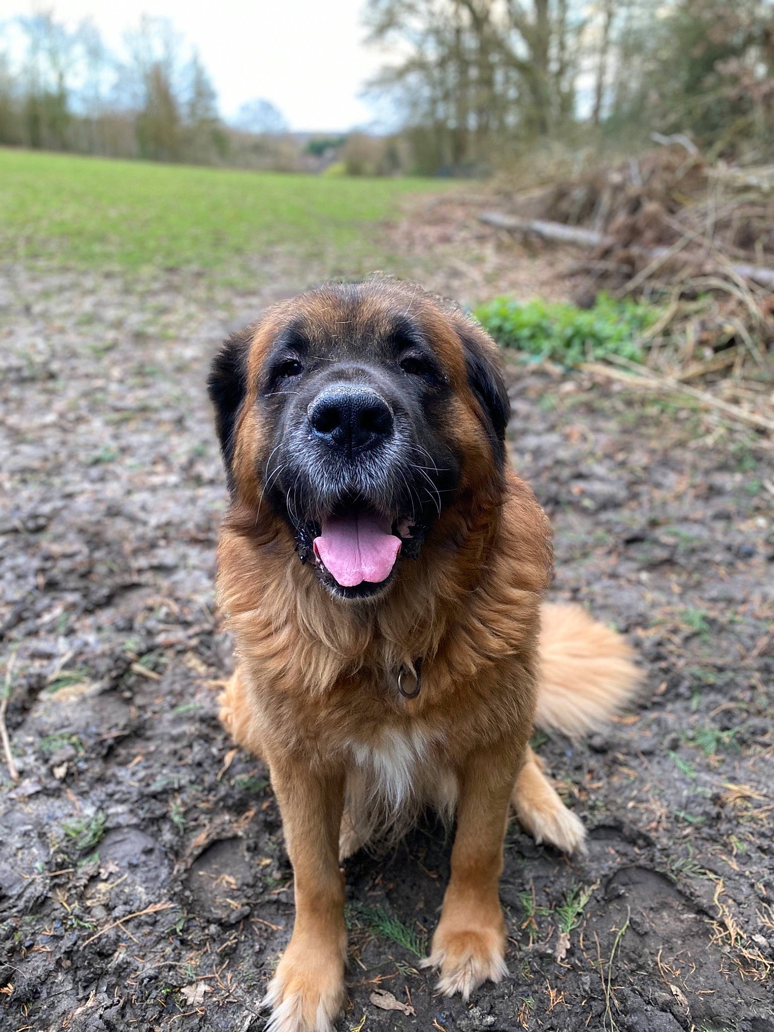 Forest a rejoint le concours — aidez-le/la à gagner de superbes lots ! ancient_dog_breeds, bakharwal_dog, canidae, carnivore, caucasian_shepherd_dog, dog, dog_breed, estrela_mountain_dog, fawn, leonberger, mammal, moscow_watchdog, rare_breed_dog, sporting_group, vertebrate, working_dog