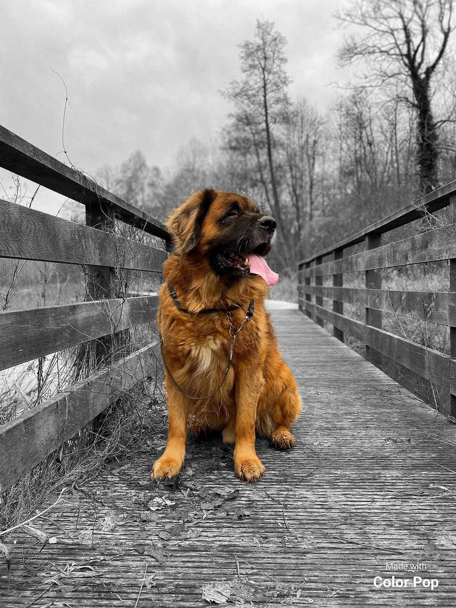 Forest participe au concours pour gagner de l'argent avec cette photo : canidae, carnivore, dog, dog_breed, estrela_mountain_dog, fawn, hovawart, leonberger, mammal, sporting_group, vertebrate, working_dog