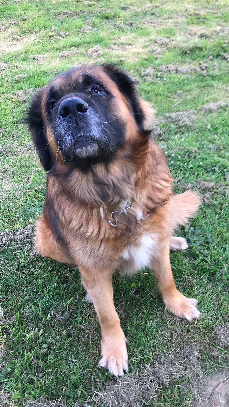 Forest participe au concours pour gagner de l'argent avec cette photo : ancient_dog_breeds, bakharwal_dog, canidae, carnivore, caucasian_shepherd_dog, companion_dog, dog, dog_breed, estrela_mountain_dog, fawn, gaddi_kutta, giant_dog_breed, leonberger, mammal, moscow_watchdog, sarplaninac, sporting_group, vertebrate