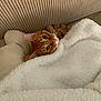 Boulette a rejoint le concours — aidez-le/la à gagner de superbes lots ! cat, orange_tabby, ginger_cat, blanket, white_blanket, sofa, couch, pillow, cozy, whiskers, green_eyes, fur, indoor, resting, cute, portrait, nap, tucked_in, home, ribbed_upholstery