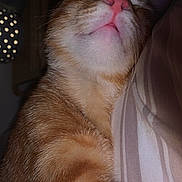 Boulette participe au concours pour gagner de l'argent avec cette photo : cat, ginger_cat, tabby, pet, sleeping, close_up, nose, whiskers, fur, paw, pink_nose, muzzle, indoor, bedroom, pillow, blanket, striped, cozy, flash_light, portrait