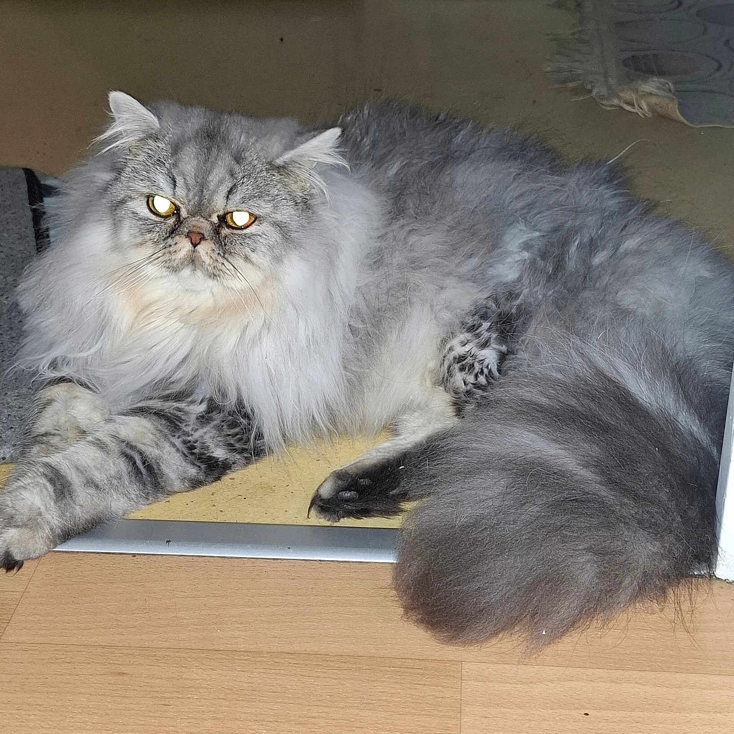 Gri a rejoint le concours — aidez-le/la à gagner de superbes lots ! abyssinian, angora, animal, cat, computer, couch, electronics, furniture, hardwood, indoors, kitten, laptop, manx, pc, pet, plywood, siamese, snout, table, wood