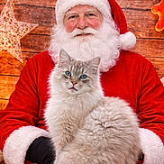 Lenny Bernard a rejoint le concours — aidez-le/la à gagner de superbes lots ! cat, santa_claus, christmas, portrait, fluffy, white_fur, blue_eyes, festive, holiday, red_suit, beard, hat, wooden_background, ornaments, garland, indoor, sitting, pet, christmas_decorations, cozy