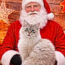 cat, santa_claus, christmas, portrait, fluffy, white_fur, blue_eyes, festive, holiday, red_suit, beard, hat, wooden_background, ornaments, garland, indoor, sitting, pet, christmas_decorations, cozy