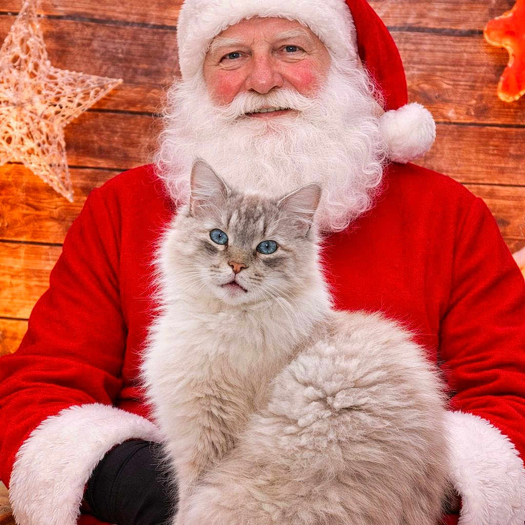 Lenny Bernard a rejoint le concours — aidez-le/la à gagner de superbes lots ! cat, santa_claus, christmas, portrait, fluffy, white_fur, blue_eyes, festive, holiday, red_suit, beard, hat, wooden_background, ornaments, garland, indoor, sitting, pet, christmas_decorations, cozy