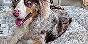 Jasper joined the competition — help win amazing prizes! dog, blue_eyes, bed, quilt, indoor, paw, treat, fur, happy, pet, animal, bedroom, window, blanket, resting, ears, canine, smile, fur_pattern, cozy