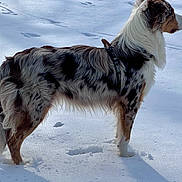 Jasper is registered to the contest to win money with this photo: dog, australian_shepherd, snow, outdoor, animal, pet, fur, standing, winter, white, brown, black, blue_merle, canine, nature, cold, landscape, mammal, side_view, leash