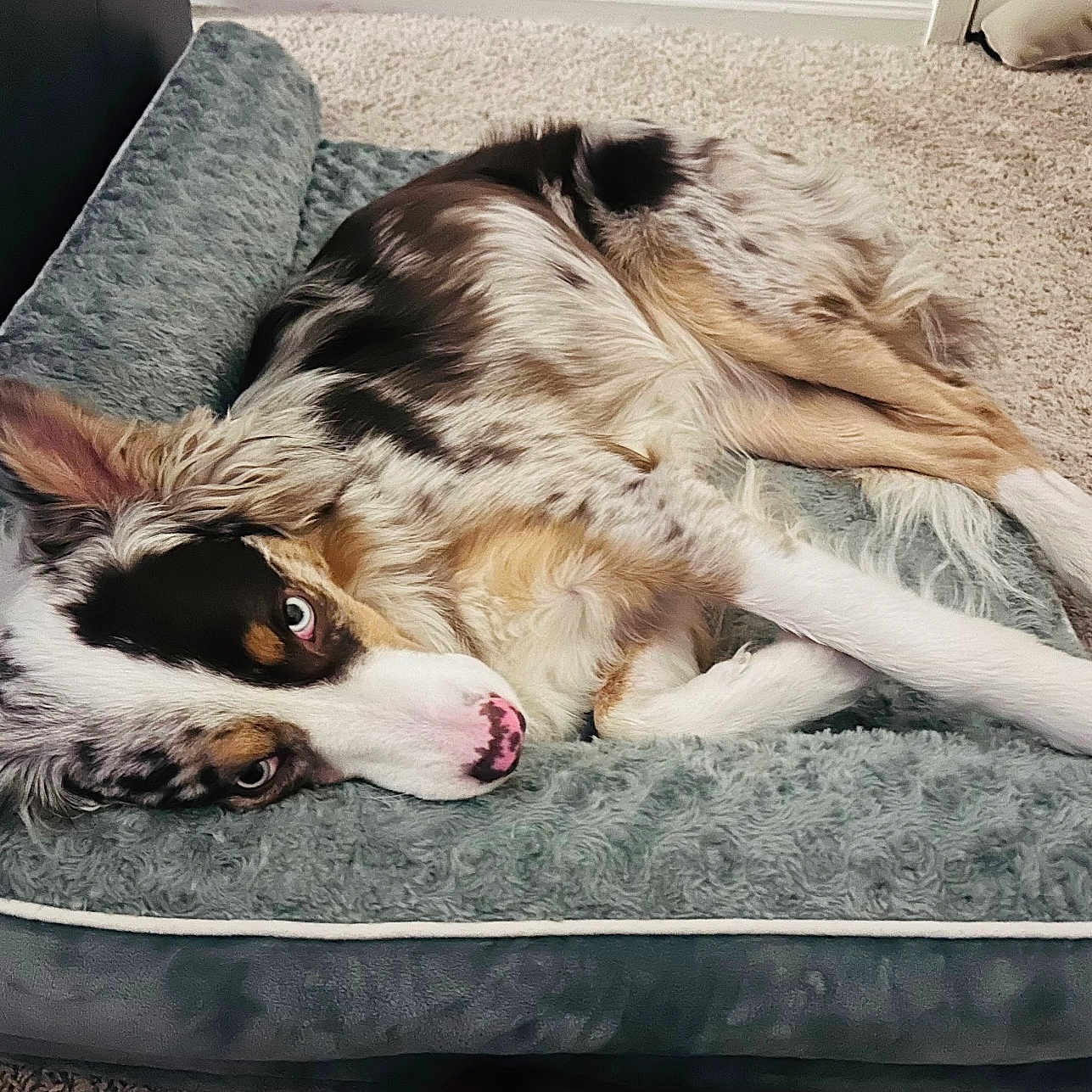 Jasper is registered to the contest to win money with this photo: animal, bedroom, canine, carpet, comfortable, companion, cute, dog, domestic, ears, fur, indoor, laying, looking, lying_down, merle_coat, pet_bed, relaxed, resting, soft_texture
