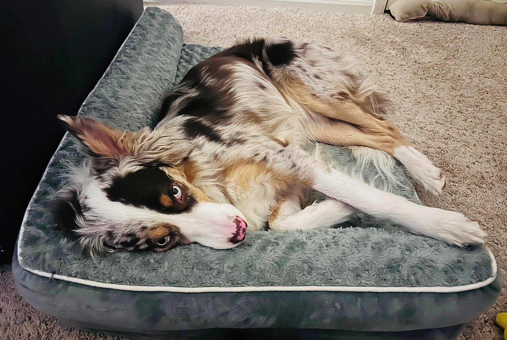Jasper is registered to the contest to win money with this photo: dog, merle_coat, pet_bed, carpet, indoor, relaxed, lying_down, fur, animal, canine, ears, resting, cute, looking, bedroom, comfortable, domestic, companion, soft_texture, laying