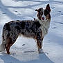 Jasper is registered to the contest to win money with this photo: dog, australian_shepherd, snow, outdoor, animal, pet, fur, blue_eyes, winter, nature, standing, shadow, canine, mammal, cold, playful, alert, landscape, daylight, walk