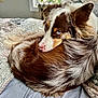 Jasper is registered to the contest to win money with this photo: dog, bed, blue_eyes, curled_up, fur, window, blanket, indoor, pet, resting, cozy, canine, brown_fur, white_fur, looking_back, relaxed, domestic_animal, sleepy, quiet, natural_light