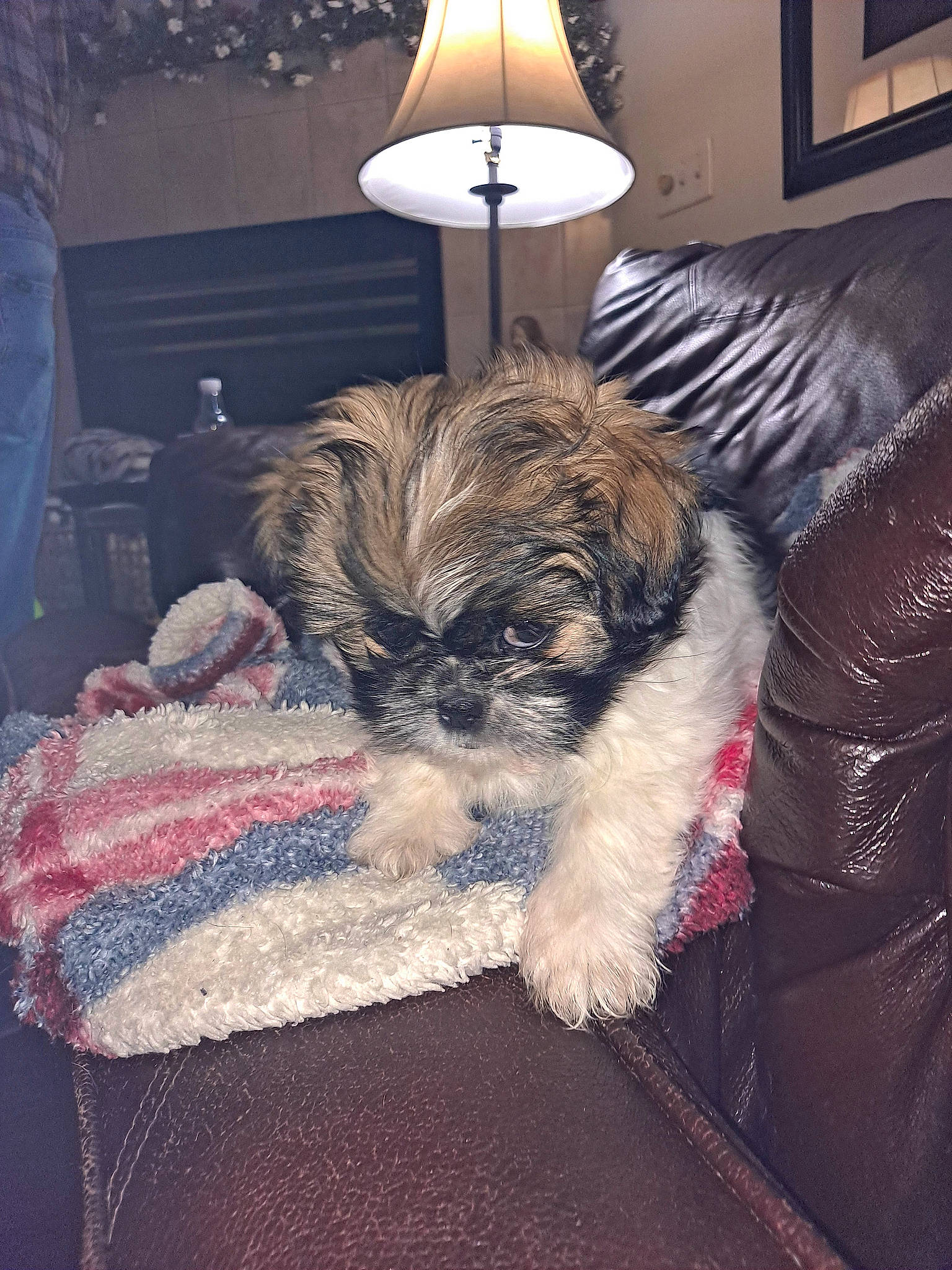 Lulu joined the competition — help win amazing prizes! canidae, carnivore, comfort, companion_dog, couch, dog, dog_breed, fawn, fur, furniture, grey, lamp, liver, living_room, picture_frame, room, snout, sporting_group, toy_dog, working_animal