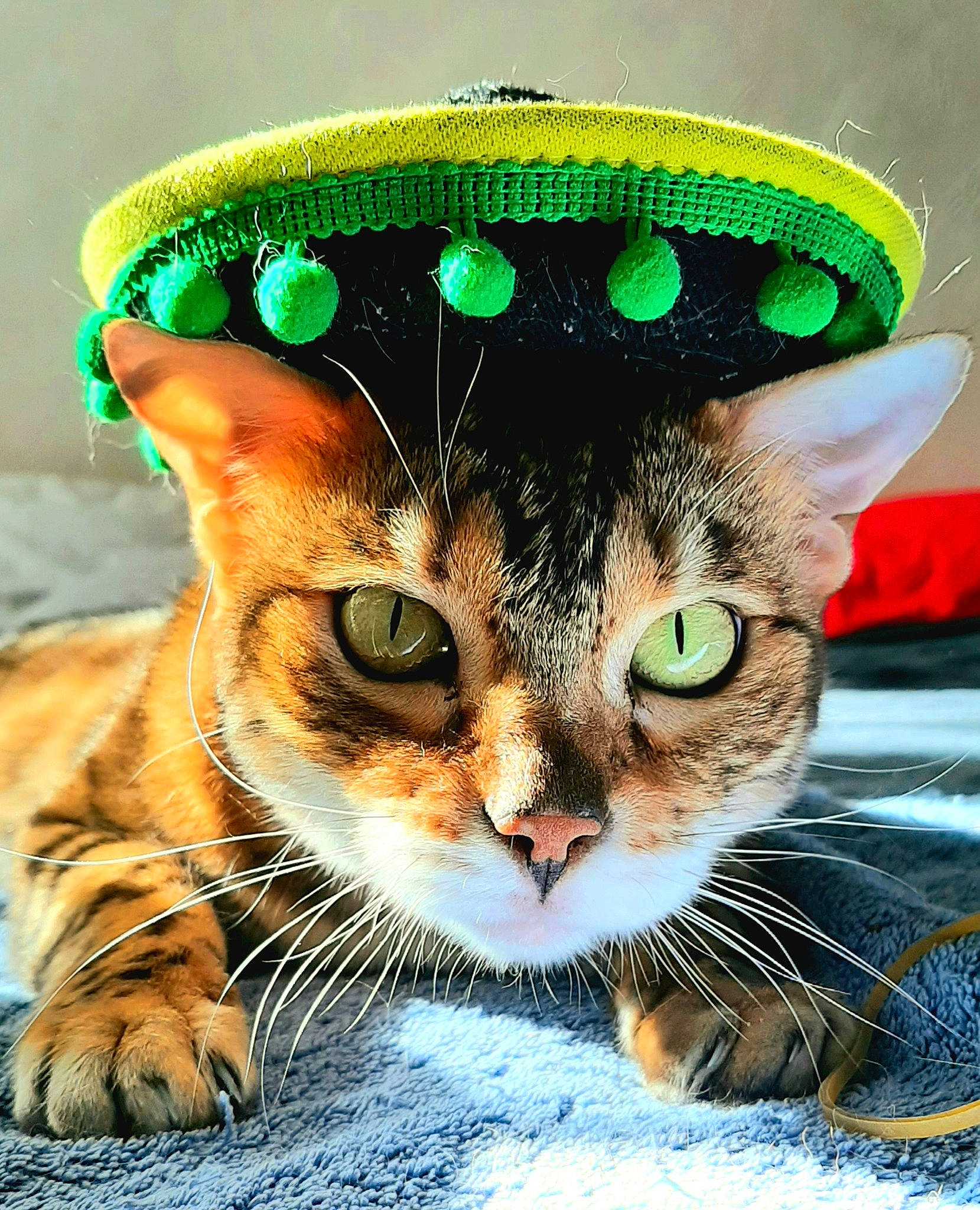Hermès participe au concours pour gagner de l'argent avec cette photo : art, carnivore, cat, costume_hat, domestic_short_haired_cat, event, fashion_accessory, fawn, felidae, fur, grass, hat, holiday, holiday_ornament, plant, small_to_medium_sized_cats, snout, sun_hat, whiskers, wildlife