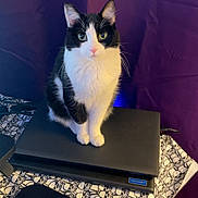 Olive joined the competition — help win amazing prizes! cat, black_and_white, laptop, tablecloth, mouse, mousepad, indoor, curious, pet, animal, computer, technology, purple_background, feline, sitting, looking_at_camera, close_up, domestic_cat, whiskers, ears