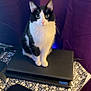 cat, black_and_white, laptop, tablecloth, mouse, mousepad, indoor, curious, pet, animal, computer, technology, purple_background, feline, sitting, looking_at_camera, close_up, domestic_cat, whiskers, ears