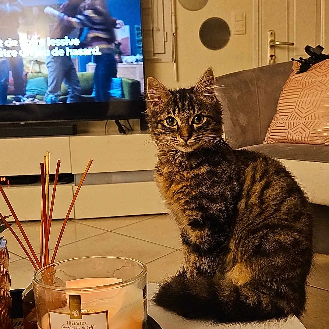 Tigrou participe au concours pour gagner de l'argent avec cette photo : adult, animal, architecture, building, cat, computerhardware, couch, electronics, furniture, hardware, indoors, livingroom, male, monitor, pet, room, screen, table, tv, wood