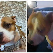 Tank joined the competition — help win amazing prizes! dog, brown, white, indoor, car, pet, animal, closeup, blurry, floor, tiled_floor, portrait, canine, companion, cute, friend, mammal, domestic, furry, ears