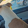 dog, car_interior, window, parked_cars, street, sunny, daytime, dog_back, brown_and_white, ear, side_view, vehicle, road, outdoor, animal, pet, curious, car_door, dashboard, seat