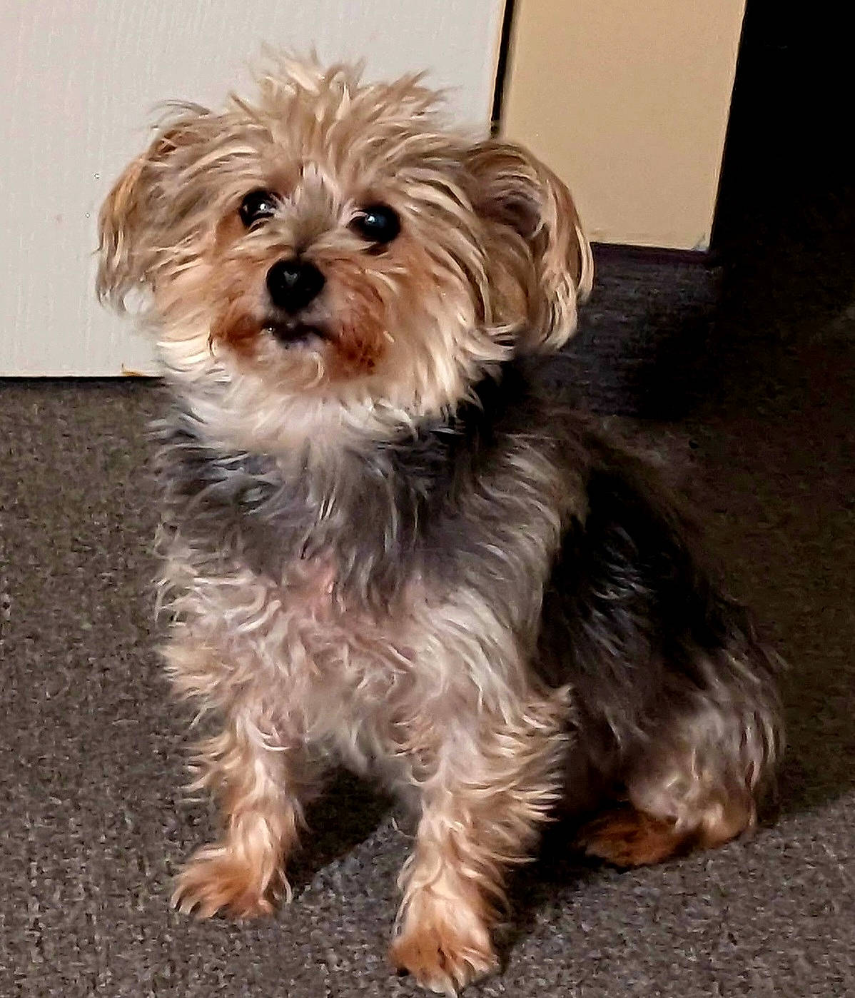 Cam is registered to the contest to win money with this photo: biewer_terrier, canidae, carnivore, companion_dog, dog, dog_breed, dog_supply, fur, liver, maltepoo, poodle_crossbreed, small_terrier, snout, sporting_group, terrestrial_animal, terrier, toy_dog, watch, working_animal, yorkipoo