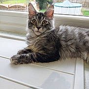 Alya participe au concours pour gagner de l'argent avec cette photo : kitten, cat, gray_tabby, feline, pet, window, indoor, fur, animal, young_cat, whiskers, curious, relaxed, amber_eyes, soft_light, closeup, domestic_cat, resting, house_pet, natural_light