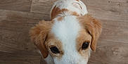 Snoopy a rejoint le concours — aidez-le/la à gagner de superbes lots ! animal, brown, canine, closeup, cute, dog, domestic_animal, ears, floor, friendly, fur, indoor, looking_up, pet, portrait, snout, tail, whiskers, white, wooden_floor