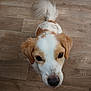 animal, brown, canine, closeup, cute, dog, domestic_animal, ears, floor, friendly, fur, indoor, looking_up, pet, portrait, snout, tail, whiskers, white, wooden_floor
