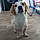 Snoopy
