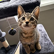 Onyx is registered to the contest to win money with this photo: kitten, cat, tabby, pet, animal, whiskers, ears, eyes, fur, cat_tree, toy, indoor, window, natural_light, curious, feline, playful, gray, close_up, cute