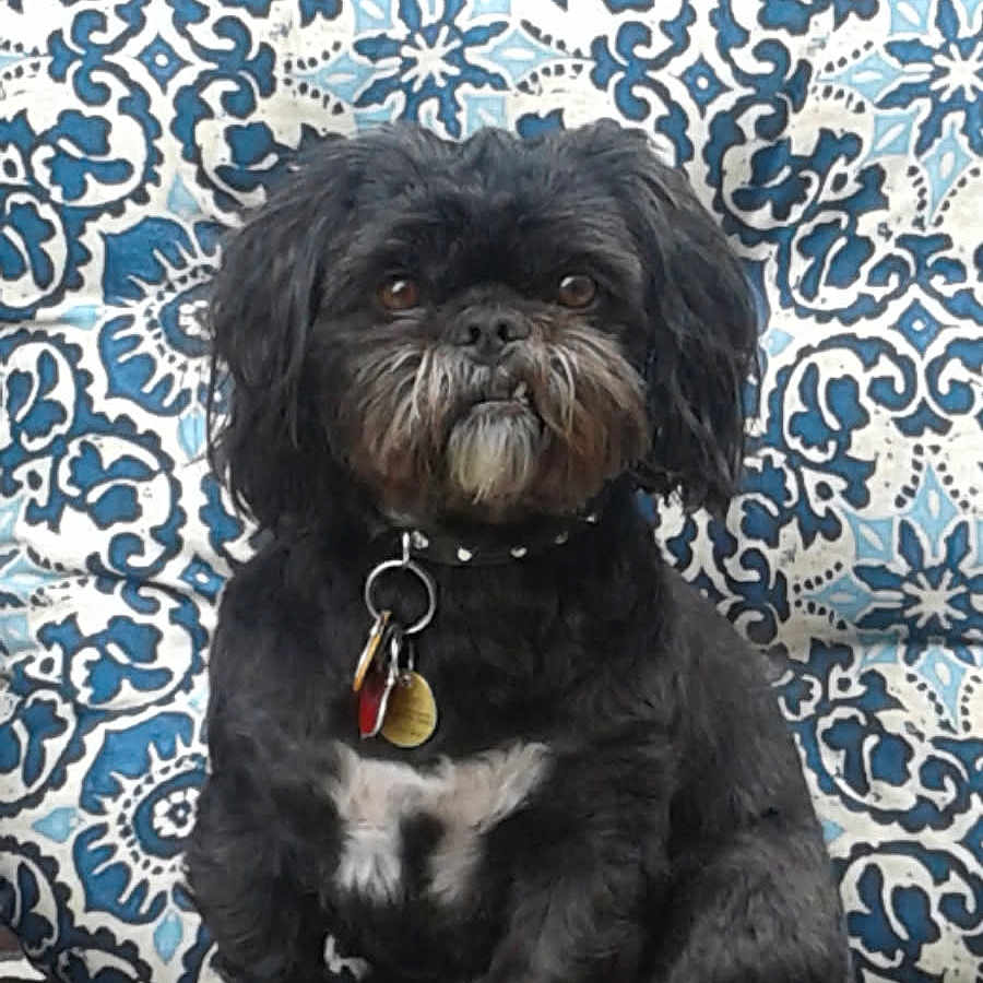 Sir. Boss Sherman joined the competition — help win amazing prizes! animal, black_dog, collar, companion, cushion, cute, dog, domestic_animal, fur, furniture, outdoor, patterned_cushion, pet, portrait, relaxing, sitting, small_dog, tags, white_patch, woven_chair