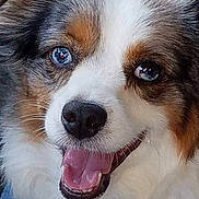 Stryker Blu joined the competition — help win amazing prizes! dog, close_up, blue_eyes, smiling, happy, tongue_out, fluffy_fur, white_fur, brown_fur, gray_fur, pet, animal, portrait, cute, friendly, canine, looking_at_camera, indoor, face, expression