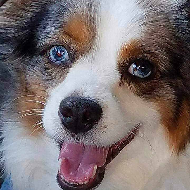 Stryker Blu joined the competition — help win amazing prizes! dog, close_up, blue_eyes, smiling, happy, tongue_out, fluffy_fur, white_fur, brown_fur, gray_fur, pet, animal, portrait, cute, friendly, canine, looking_at_camera, indoor, face, expression