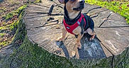 Scooby participe au concours pour gagner de l'argent avec cette photo : dog, chihuahua, small_dog, pet, animal, harness, red_harness, sitting, tree_stump, moss, backyard, garden, outdoor, grass, trees, fence, sunlight, shadows, portrait, nature