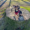 dog, chihuahua, small_dog, pet, animal, harness, red_harness, sitting, tree_stump, moss, backyard, garden, outdoor, grass, trees, fence, sunlight, shadows, portrait, nature
