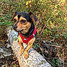 dog, canine, pet, black_and_tan, red_harness, outdoors, forest, woodland, fallen_tree, tree_trunk, nature, foliage, red_berries, greenery, animal_portrait, standing, alert, small_dog, adventure, sunlight