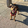 dog, puppy, pet, animal, canine, black_and_tan, red_harness, smiling, happy, open_mouth, outdoor, sunlight, pavement, sidewalk, shadow, portrait, standing, tail, ears, photography