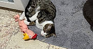 Oslo participe au concours pour gagner de l'argent avec cette photo : animal, cabinet, cat, corner, domestic_cat, floor, fur, gray_rug, indoor, kitchen, paw, pet, playful, relaxed, resting, rubber_chicken, tabby_cat, tile_floor, toy, whiskers