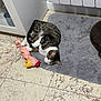 Oslo participe au concours pour gagner de l'argent avec cette photo : cat, tabby_cat, toy, rubber_chicken, gray_rug, floor, kitchen, cabinet, tile_floor, pet, animal, indoor, relaxed, playful, fur, whiskers, paw, domestic_cat, corner, resting