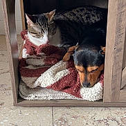 Oslo participe au concours pour gagner de l'argent avec cette photo : cat, dog, sleeping, cozy, blanket, wooden_cubby, tabby_cat, small_dog, indoor, floor, tile_floor, resting, animal, pet, companions, cute, furry, peaceful, snug, napping