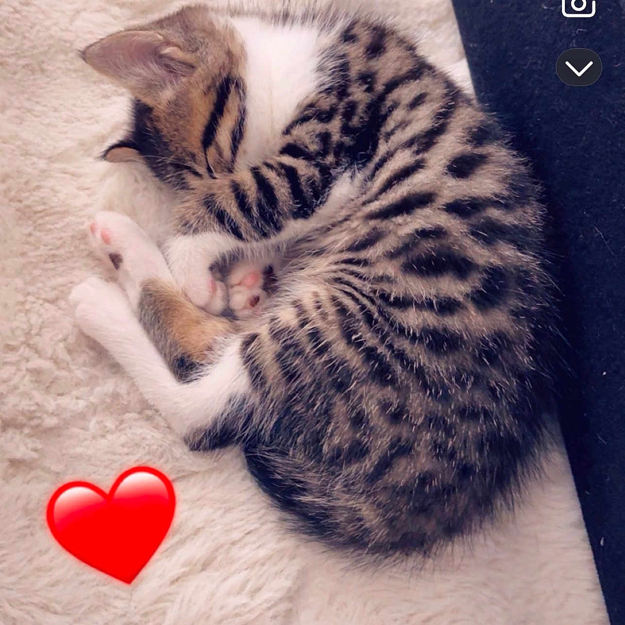 Oslo a rejoint le concours — aidez-le/la à gagner de superbes lots ! kitten, cat, sleeping, curled_up, tabby, furry, cozy, blanket, soft, cute, pet, animal, resting, paw, indoor, adorable, fur, small, heart_emoji, relaxing