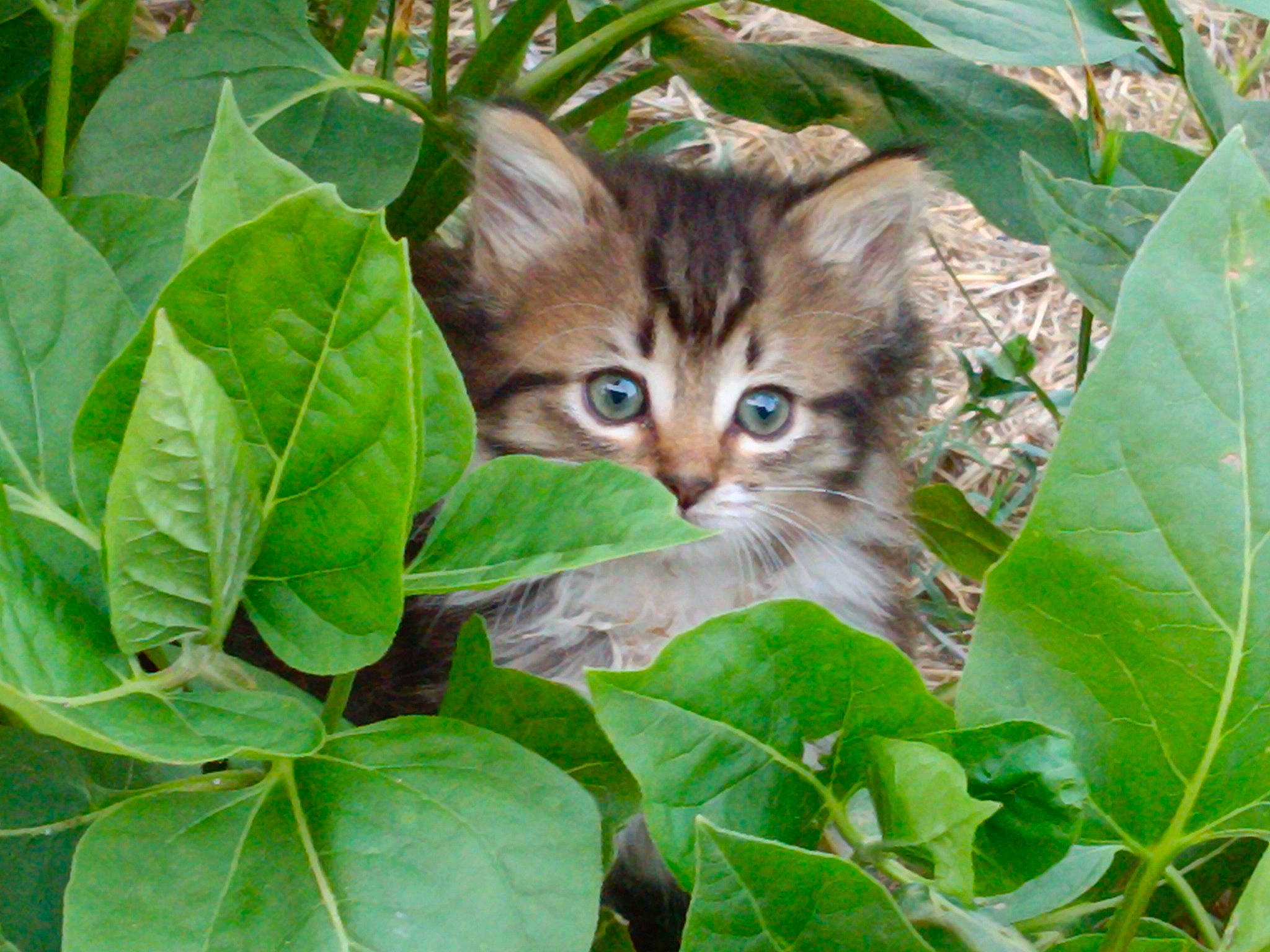 Princesse participe au concours pour gagner de l'argent avec cette photo : carnivore, cat, domestic_short_haired_cat, fawn, felidae, fur, grass, groundcover, herb, jungle, leaf, plant, small_to_medium_sized_cats, snout, tail, terrestrial_animal, tree, twig, whiskers, wood