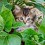 adorable, animal, background, cat, closeup, curious, cute, eyes, feline, fur, green_leaves, kitten, leafy, nature, outdoor, pet, plants, small, whiskers, young